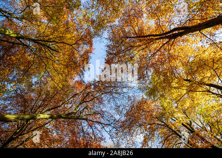 Couleurs d'automne d'un Beech tree canopy, Cotswolds, en Angleterre Banque D'Images