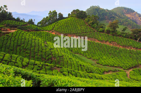 Vue de l'Kolukkumalai (plantation de thé de thé le plus élevé du monde) Banque D'Images