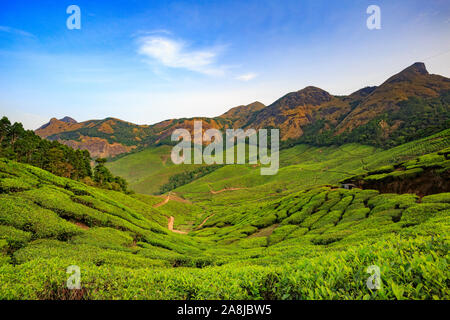 Vue de l'Kolukkumalai (plantation de thé de thé le plus élevé du monde) Banque D'Images