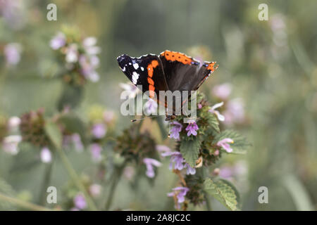 Papillon photographié Gros plan sur une fleur. Noir avec un papillon orange points Banque D'Images