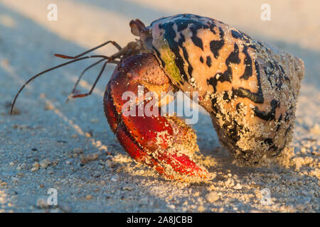 Un ermite sauvage près de Fort Jefferson dans le parc national sec de Tortugas (Floride). Banque D'Images