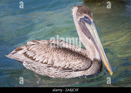 Un pélican brun sauvage dans le parc national sec de Tortugas, près de Fort Jefferson (Floride). Banque D'Images