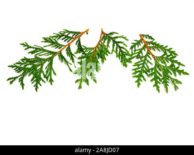Arbres branches vie cypress isolés Banque D'Images