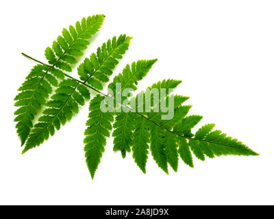 Fern leaf isolé sur fond blanc Banque D'Images