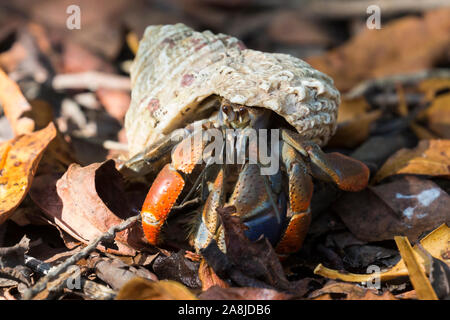 Un ermite sauvage près de Fort Jefferson dans le parc national sec de Tortugas (Floride). Banque D'Images