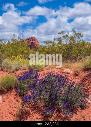 (Psorothamnus fremintii Indigobush), Snow Canyon State Park, Saint George, Utah. Banque D'Images