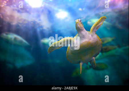 Tortue de mer piscine dans coral sous la mer Banque D'Images