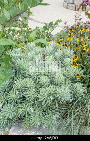 Mittelmeer-Wolfsmilch (Euphorbia characias SILVER SWAN) Banque D'Images