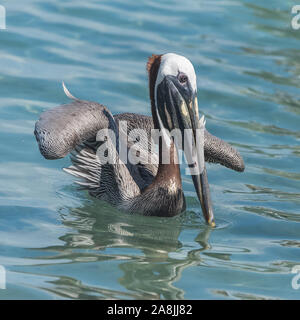 Pélican brun, oiseau qui part de la mer, en Guadeloupe Banque D'Images