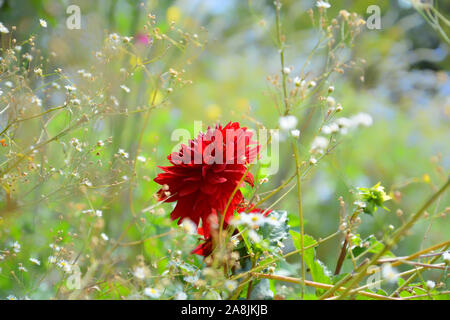 Un beau rouge dahlia, Dalia, dahlia pinnata flower Banque D'Images