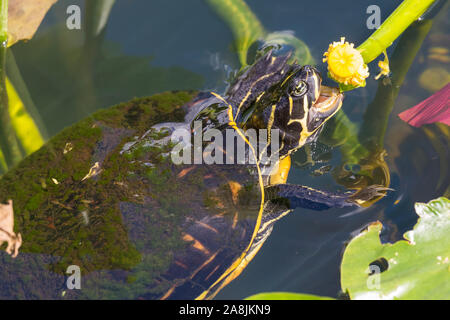 Un redbellied tortues sauvages cooter manger une plante dans le parc national des Everglades (Floride). Banque D'Images