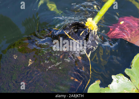 Un redbellied tortues sauvages cooter manger une plante dans le parc national des Everglades (Floride). Banque D'Images