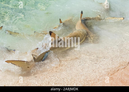 Requins de récif à pointe noire, deux requins avec un poisson remora à l'arrière sur la rive d'une plage de sable rose en Polynésie française Banque D'Images