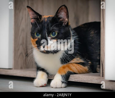 Chat Calico couché dans une armoire en bois avec de grands yeux colorés. Banque D'Images