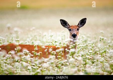 Cerf dans fleurs Banque D'Images