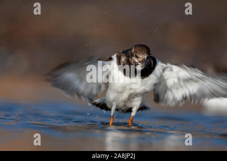 Collier, Arenaria interpres, Norfolk UK Banque D'Images