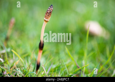 Equisetum arvense, la prêle des champs ou prêle commune avec les tiges fertiles au printemps Banque D'Images