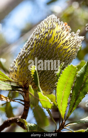 Banksia côtier) dans la lumière du soleil . L'Australie Banque D'Images