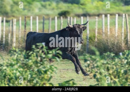 Taureau en champ, cavaliers triant des taureaux en Camargue Banque D'Images