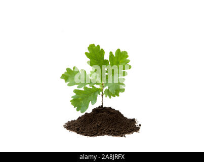 Petit arbre de chêne dans la pile de sol isolé sur blanc, studio shot. Banque D'Images