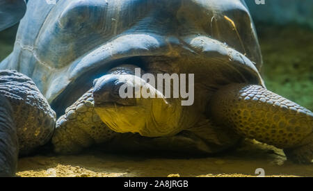 Le visage d'une tortue géante d'Aldabra en gros plan, la terre, la tortue d'habitation Vulnérable Espèce animale Banque D'Images