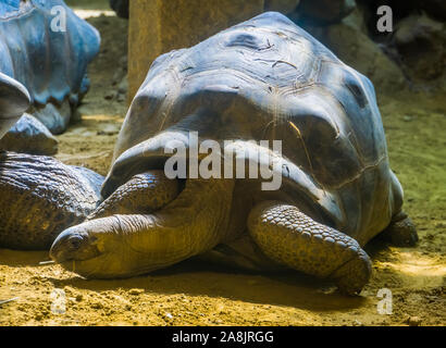 Portrait d'un géant tortue d'Aldabra, le plus grand land turtle habitation espèce de Madagascar, des espèces animales tropicales vulnérables Banque D'Images