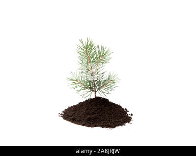 Pine Tree en petits tas de terre isolé sur blanc, studio shot. Banque D'Images