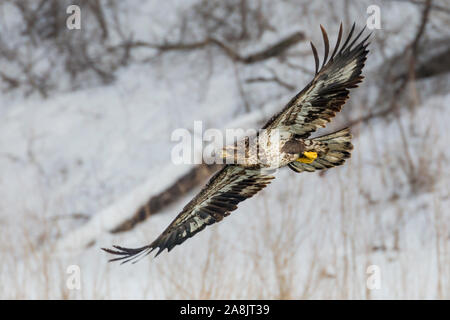 Une nature sauvage, l'aigle à tête de poisson chasse sur la rivière de l'Iowa à Iowa City, Iowa. Banque D'Images