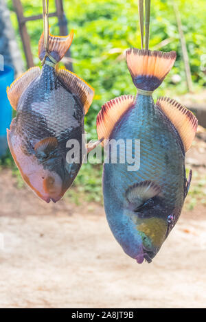 Poissons perroquets vendus sur la route, poissons frais suspendu la tête en bas sur un étal de marché, Moorea, Polynésie Française Banque D'Images