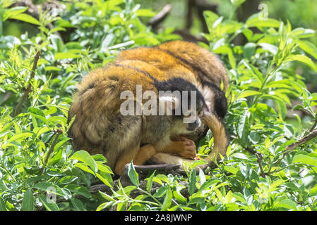 Singe Squirrel à tête noire, animal drôle perché sur un arbre Banque D'Images