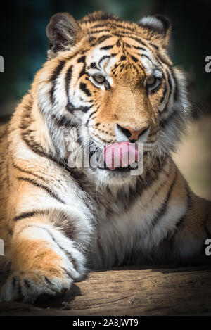 Tigre de Sibérie ou tigre d'Amour, portrait Banque D'Images