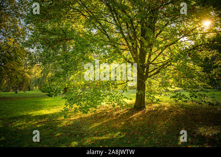 Automne dans le parc, feuilles jaunes tomber de l'arbre Banque D'Images