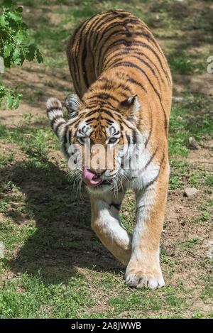 Tigre de Sibérie ou tigre d'Amour, portrait Banque D'Images