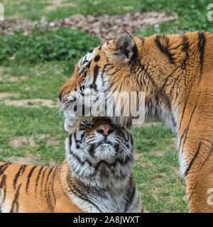 Tigre de Sibérie ou tigre d'Amour, couple, amour Banque D'Images