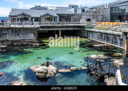 Aquarium de Monterey Bay, en Californie, une grande piscine de marée Banque D'Images