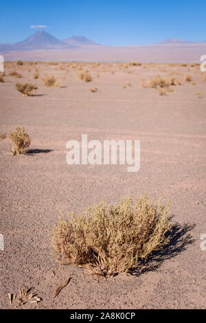 Paysage désert Atacama, San Pedro de Atacama, Chili Banque D'Images