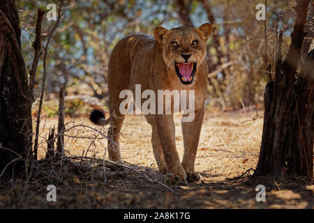 Lion - Panthera leo roi des animaux. Lionne en colère dans le Parc National de Mana Pools au Zimbabwe après la chasse réussie. Banque D'Images