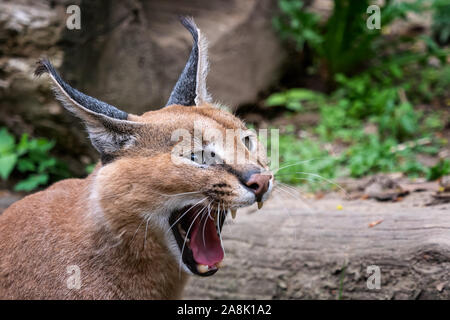 Les chats du désert Portrait Caracal ou lynx d'Afrique avec de longues oreilles touffetée Banque D'Images