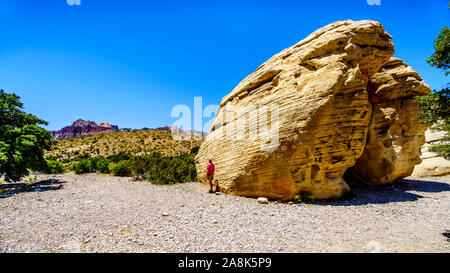 Senior woman standing par un rocher de grès jaune géant à la carrière de grès Trail dans le Red Rock Canyon National Conservation Area près de Las Vegas, NV Banque D'Images