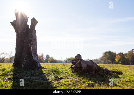 L'un des 200 années vieux chêne arbre tombé et debranched sur jachère prairie pâturage, Harkai Platon, Sopron, Hongrie Banque D'Images