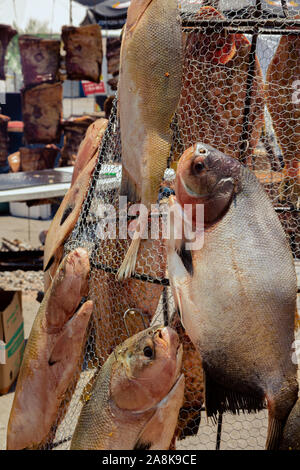 Un fer à repasser de cuisson du poisson net dans le soleil et le charbon Banque D'Images