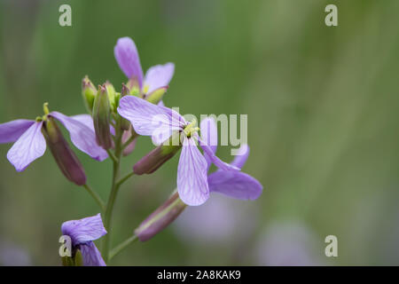 Choux fleurs violet en fleurs au printemps Banque D'Images