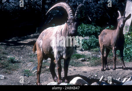 Himalayan Ibex (Capra sibirica) hemalayanus une sous-espèce de l'Ibex de Sibérie (Capra sibirica). Ils sont trouvés dans l'ouest de l'Himalaya au Pakistan et l'Inde, généralement à une altitude de 3800m et plus Banque D'Images