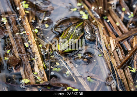 Grenouille l'eau se reposer dans l'étang au printemps Banque D'Images