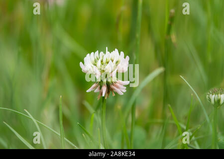 Fleurs de trèfle blanc en fleur au printemps Banque D'Images