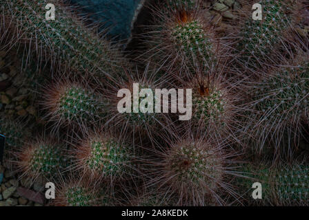 Echinocereus stramineus : Fraise, cactus hérisson hérisson couleur de paille dans le désert du Texas au jardin botanique, plantes arides. Banque D'Images