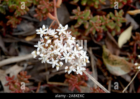 Orpin blanc en fleur Fleurs Banque D'Images