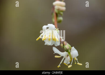 Winter Beauty Honeysuckle Flowers in Bloom in Winter Banque D'Images