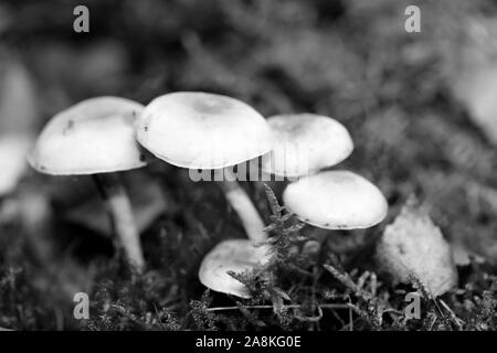 Noir et blanc de champignons sauvages modifier macro fond 50 mégapixels Banque D'Images