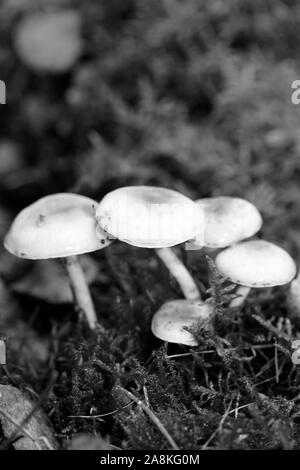 Noir et blanc de champignons sauvages modifier macro fond 50 mégapixels Banque D'Images